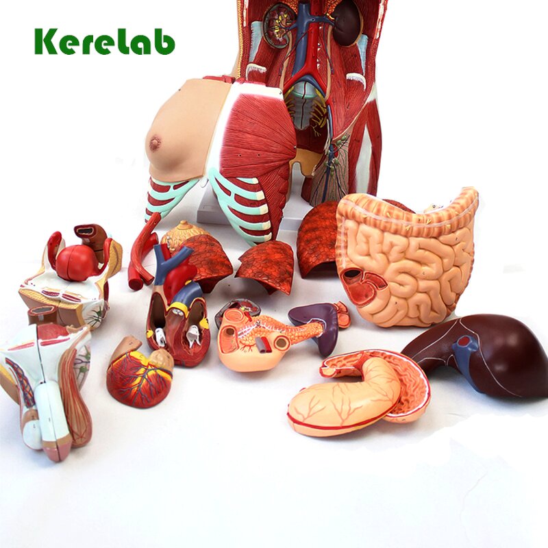 Human Torso Model Factory - Anatomical 28cm Body Torso Anatomy Model