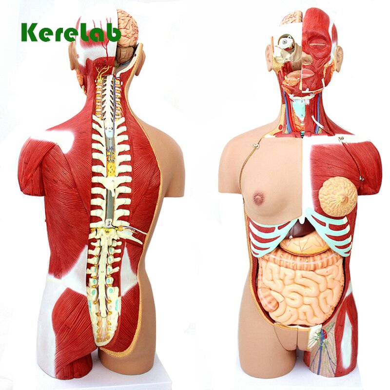Human Torso Model Supplier - Anatomical Model with Removable Parts