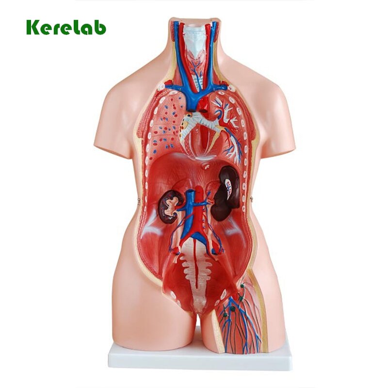 Human Torso Model Manufacturer - 85cm Half Body 23 Parts Removable Vertebra