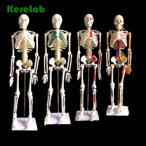 Anatomy Skeleton Supplier - Hot Sale 180cm Plastic Bones for Medical