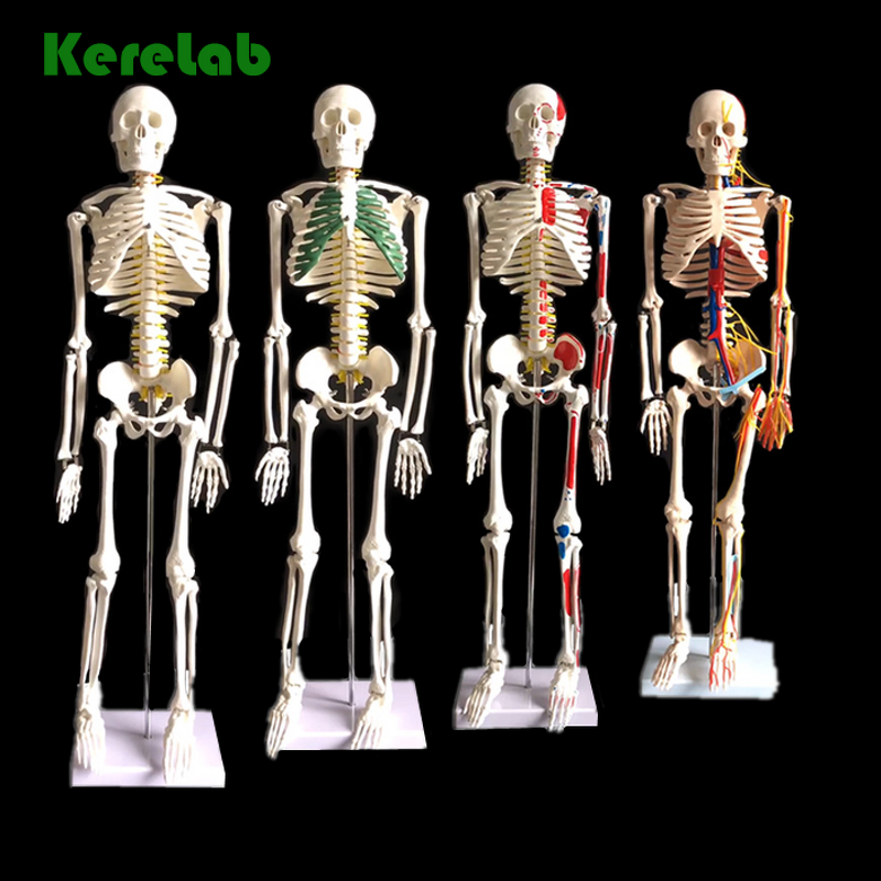Anatomy Skeleton Supplier - Hot Sale 180cm Plastic Bones for Medical