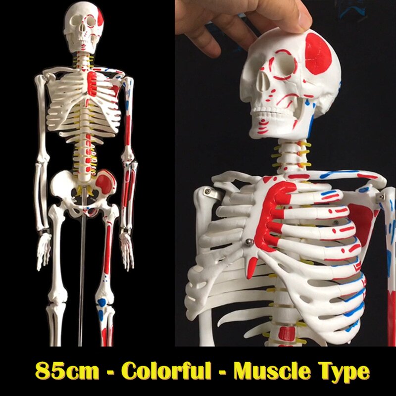 Anatomy Skeleton Supplier - Hot Sale 180cm Plastic Bones for Medical