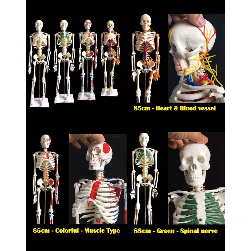 Plastic Skeleton Manufacturer - 85 CM Human Bones Model