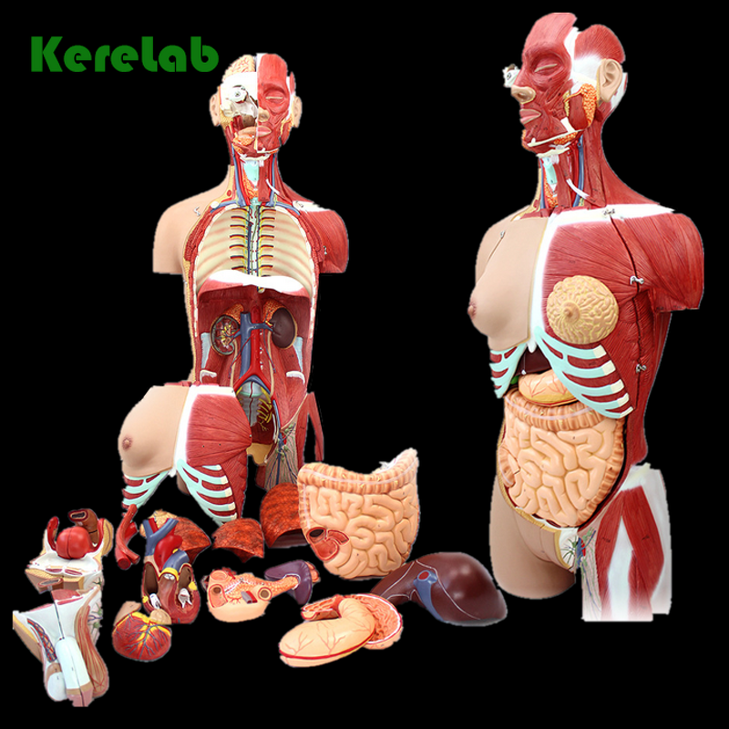 Skeleton Model Factory - 180cm Suspensible Flexible Human Skeleton