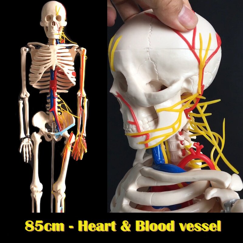 Anatomy Skeleton Supplier - Hot Sale 180cm Plastic Bones for Medical