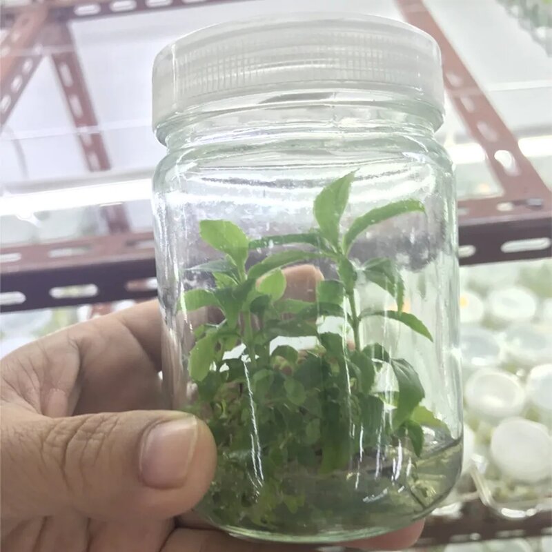 LB Broth Manufacturer - OEM/ODM Dehydrated MS Culture Media Potato Dextrose Broth Microbiology