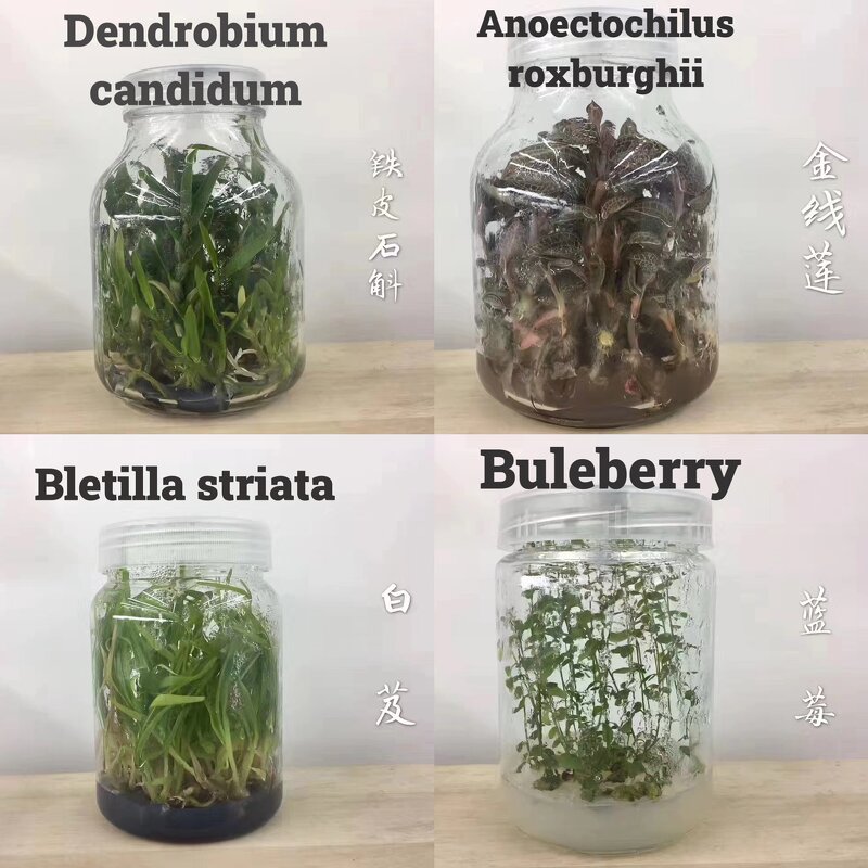 Culture Medium Manufacturer - OEM/ODM Murashige Skoog Microbiological Plant Breeding MS with Agar