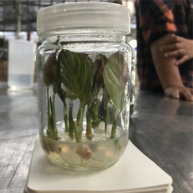 LB Broth Manufacturer - OEM/ODM Dehydrated MS Culture Media Potato Dextrose Broth Microbiology