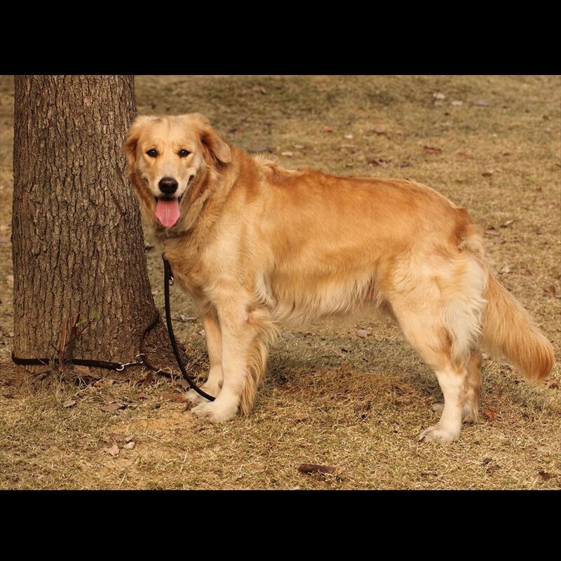 Leather Dog Harness Manufacturer - Large Breed Dog Genuine Real Leather Hunting