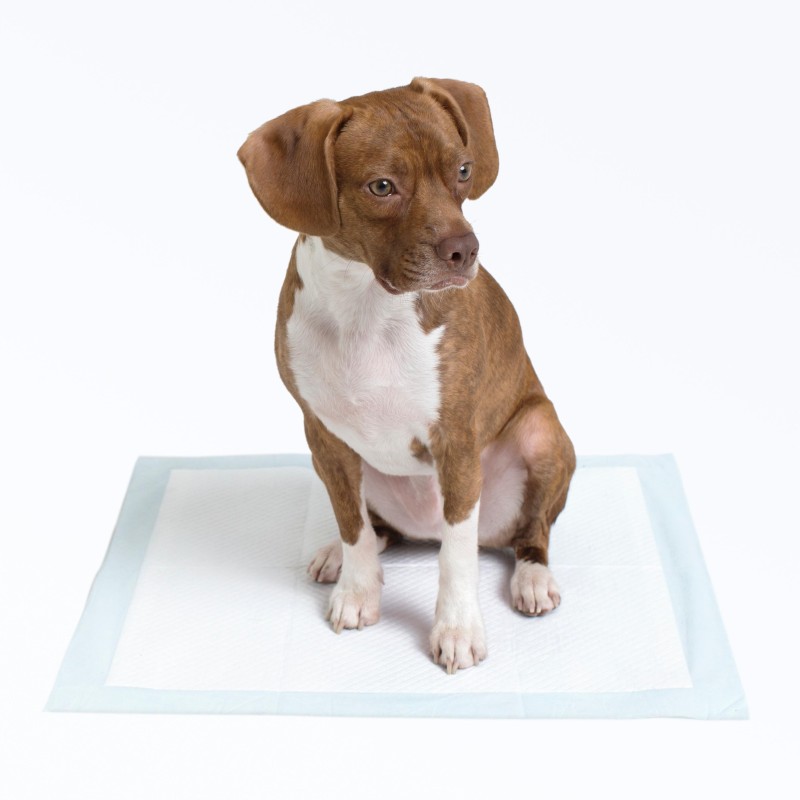 Puppy Training Pad Manufacturer - OEM Super Absorbent Pads