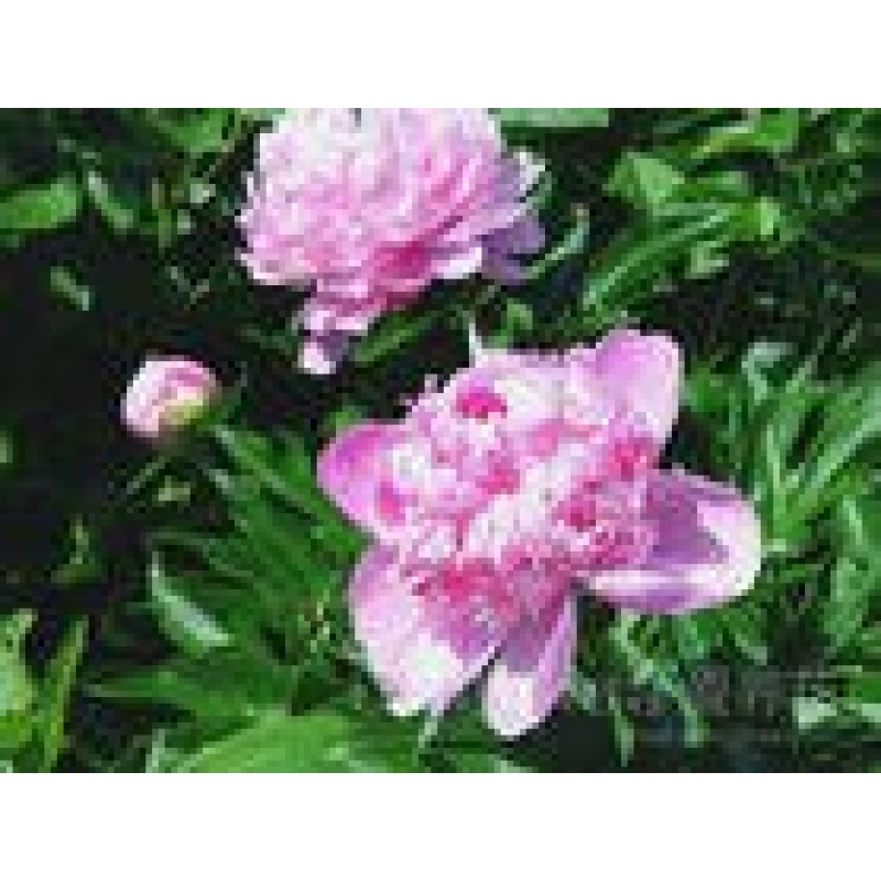 Traditional Chinese Herb Good Quality Works Effective Radix Paeoniae Rubra Red Peony Root