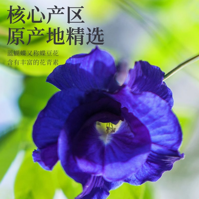 EU Butterfly Pea  Shiningherb Brand Top Quality  Blue Tea  Organic Standard Natural Dried  Butterfly Pea Dried Flowers Tea