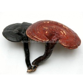 Chinese Reshi Herb Medicine Healthy Herbal Tea of Ganoderma Lucidum Ling Zhi Herb Tea for Immunity System