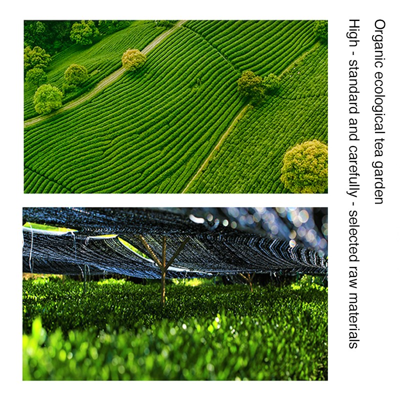 Shiningherb ISO9001 Certified China Quality Matcha Green Tea Organic Matcha Green Tea Powder