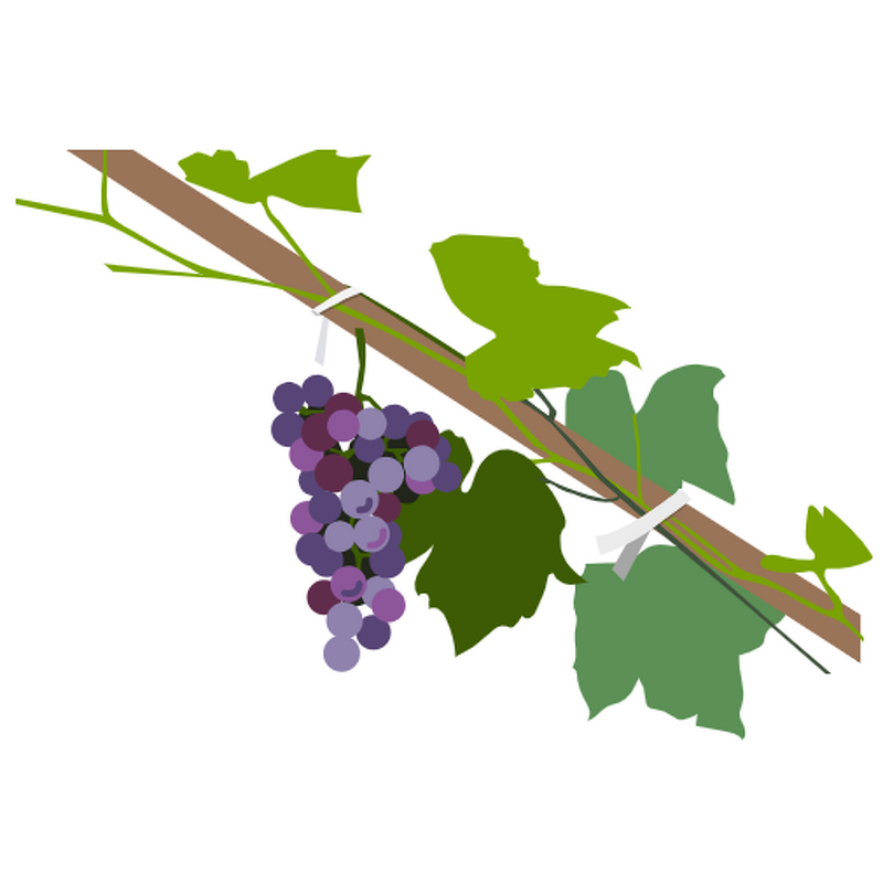 Twist Band Tie Supplier - OEM Custom Printed Vegetable Fruit