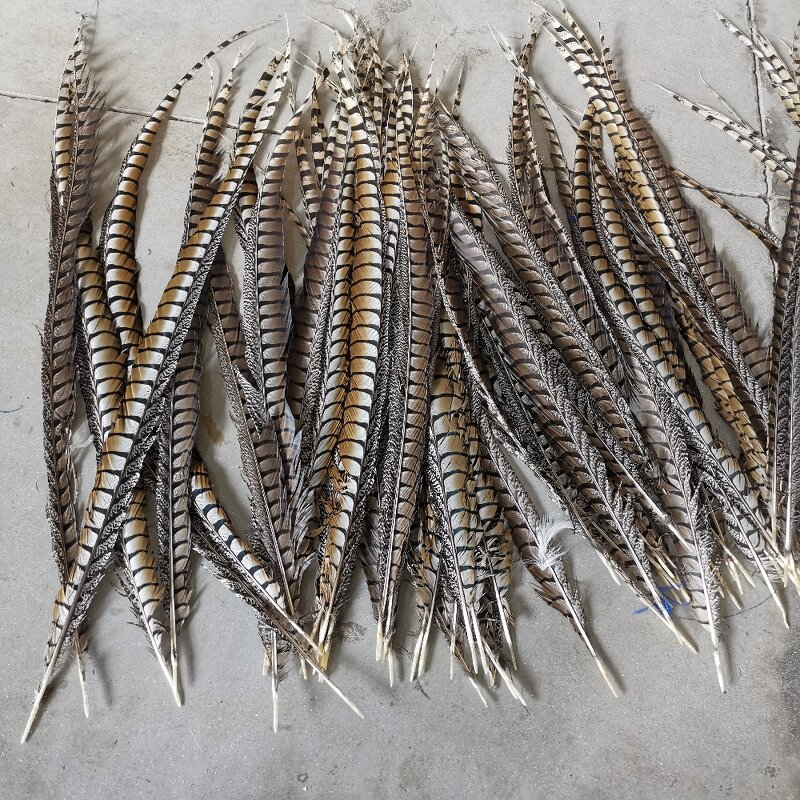 Artificial Pheasant Feather Manufacturer - Long Tail Costume