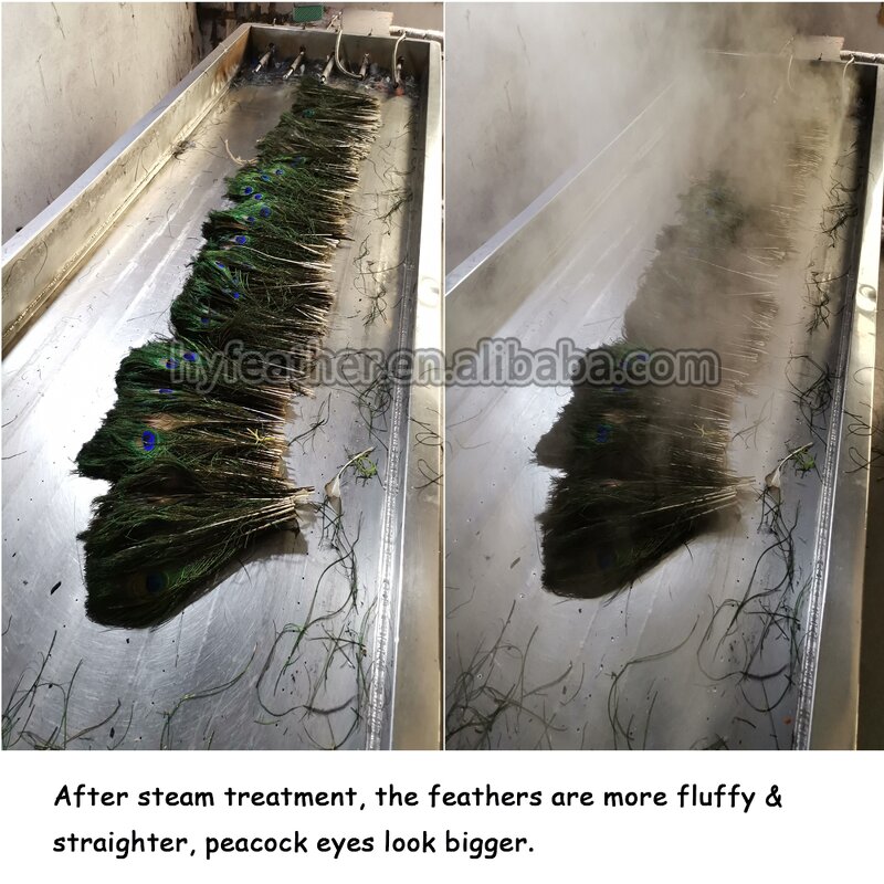 Peacock Feather Supplier - Natural Bark Party Decor