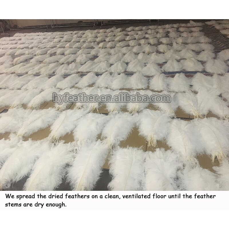 Ostrich Feathers Manufacturer - Bulk Natural Plume Decor