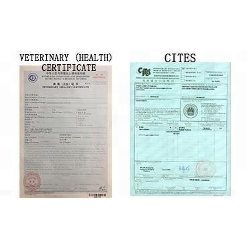 Ostrich Feather Hand Fan Factory - Large Halloween Party