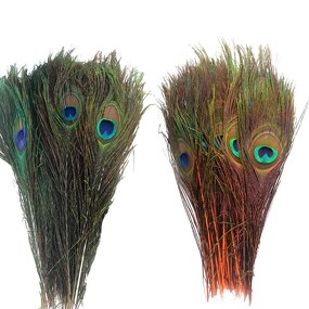 Peacock Feathers Factory - Natural Eye Party Decor