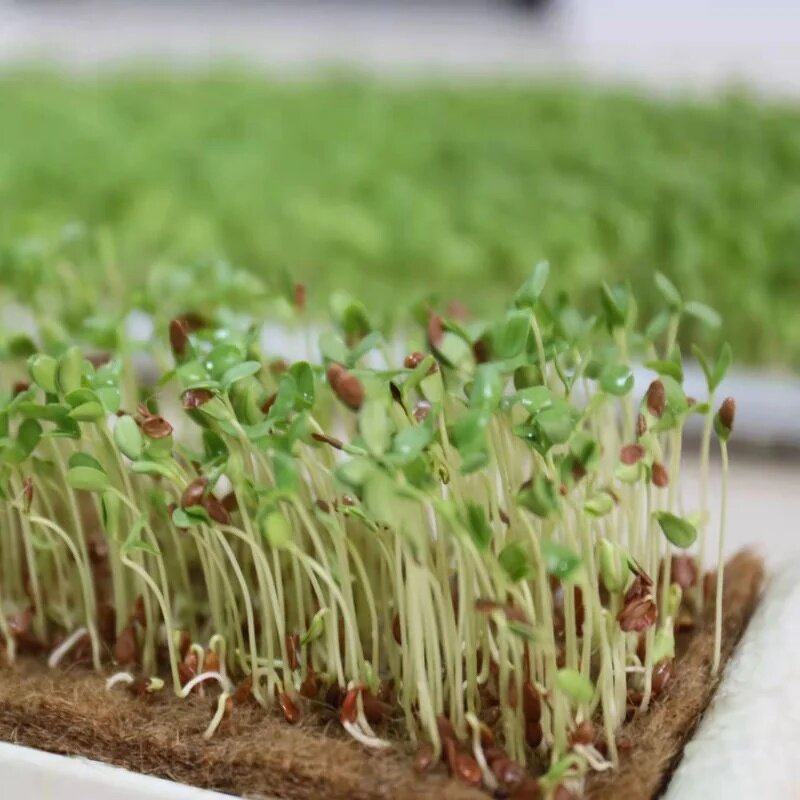 Jute Felt Manufacturer - Organic Micro-Vegetable Seedling Cultivation Pad