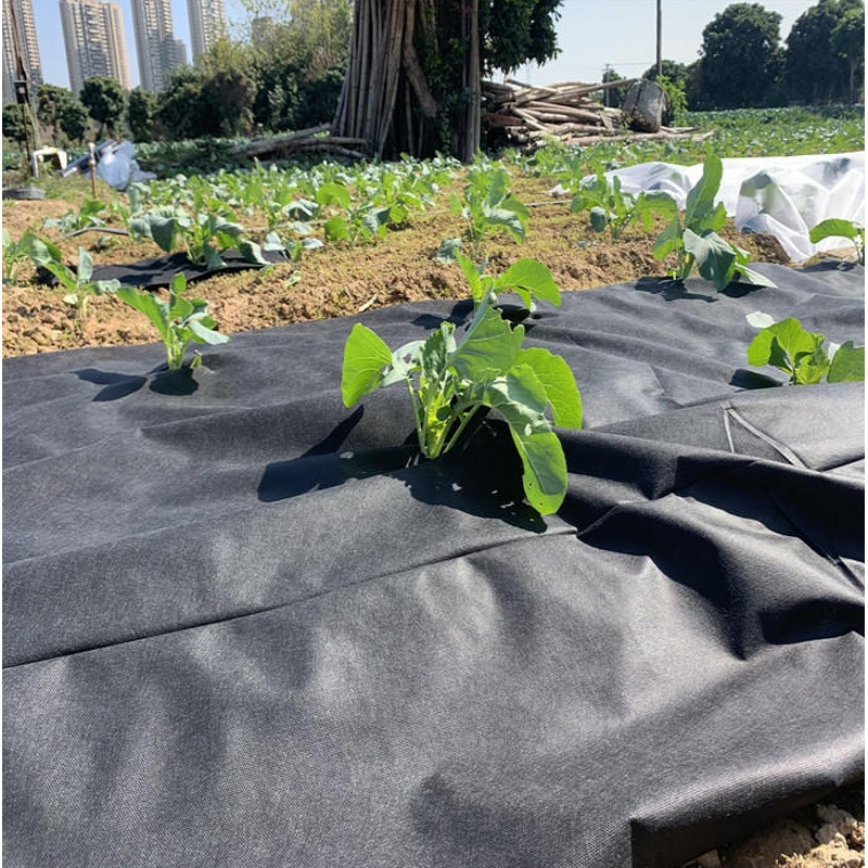 Spunbond Nonwoven Factory - Anti-UV Anti-Aging PP Fusible Ground Cover