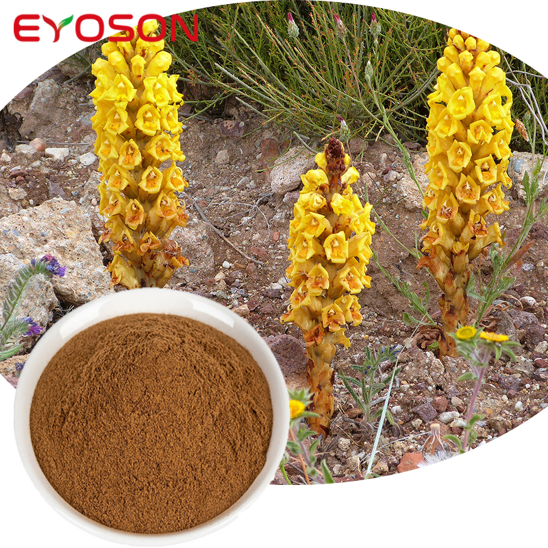 Cistanche Powder Manufacturer - Wholesale Organic Herbs Fermentation