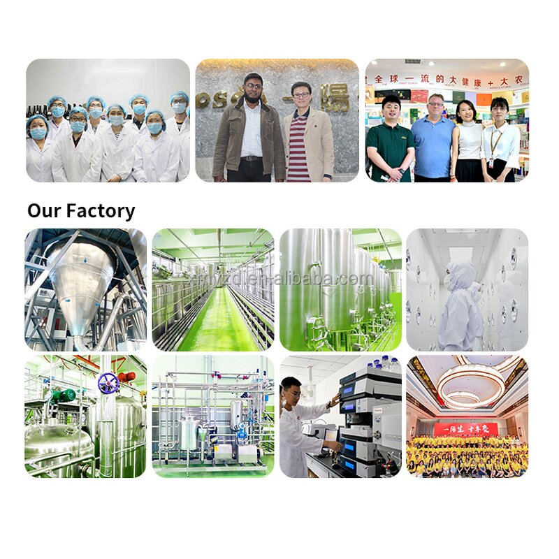 Japanese Matcha Powder Manufacturer - Wholesale 100% Pure Organic