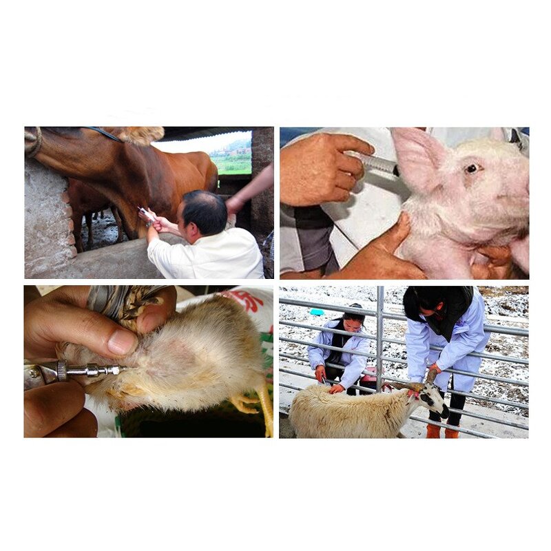 Veterinary Needle Manufacturer - Stainless Steel Reusable Animal