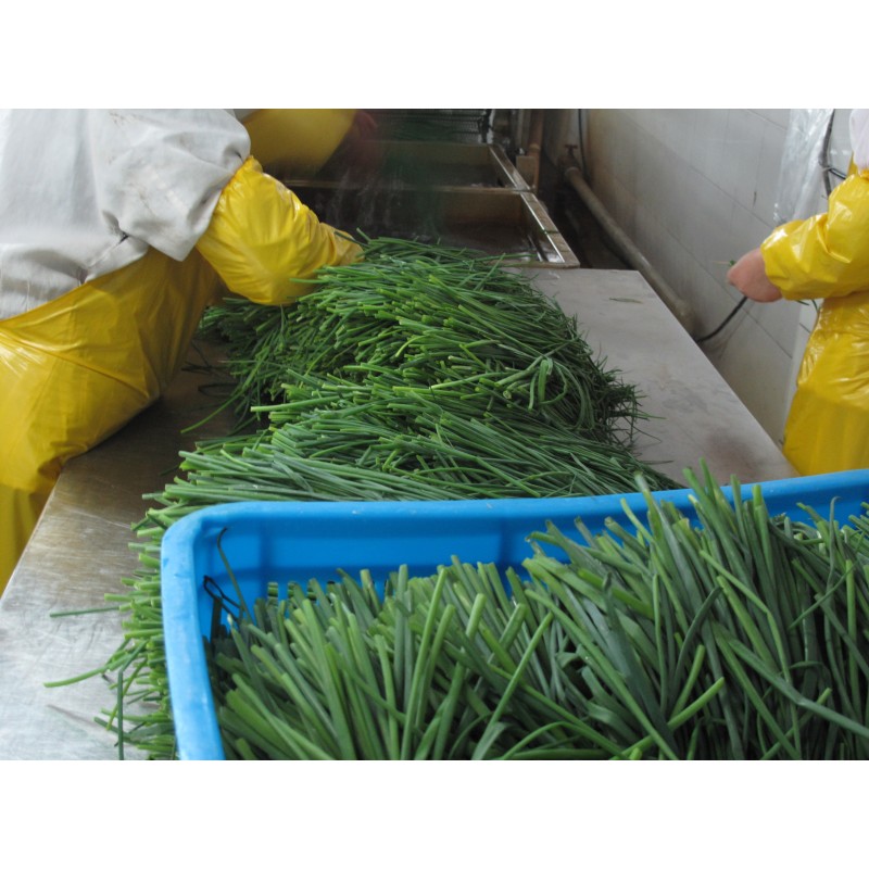 Dried Chive Factory - OEM Germanic Green Chive