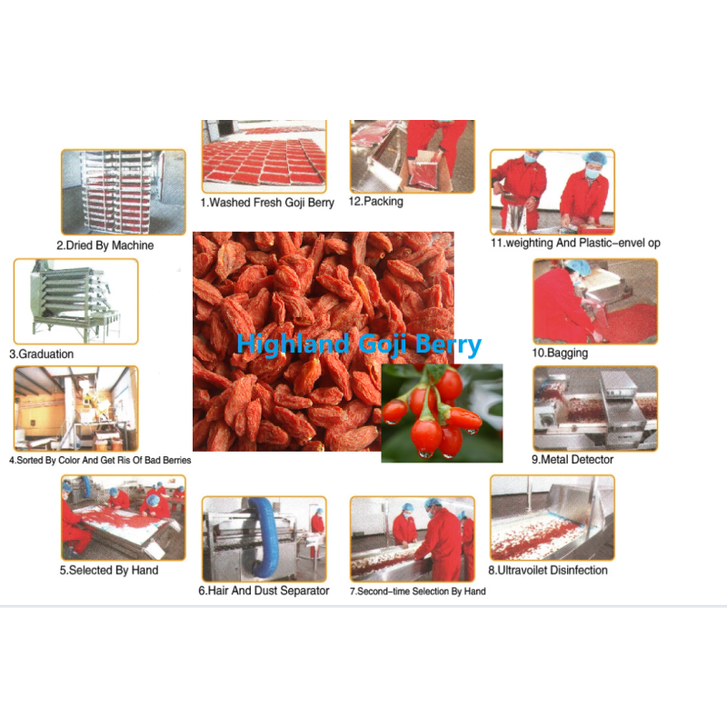 Goji Berry Factory - OEM Ningxia Dried Wolfberry