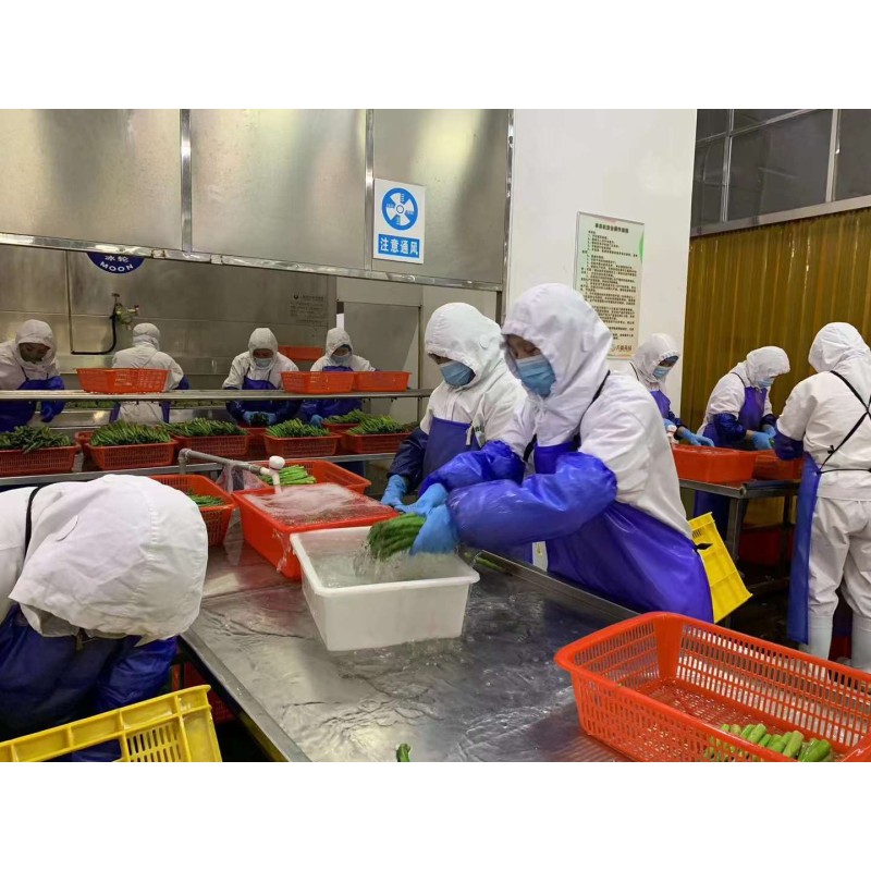 IQF Asparagus Factory - OEM Frozen Fresh Whole