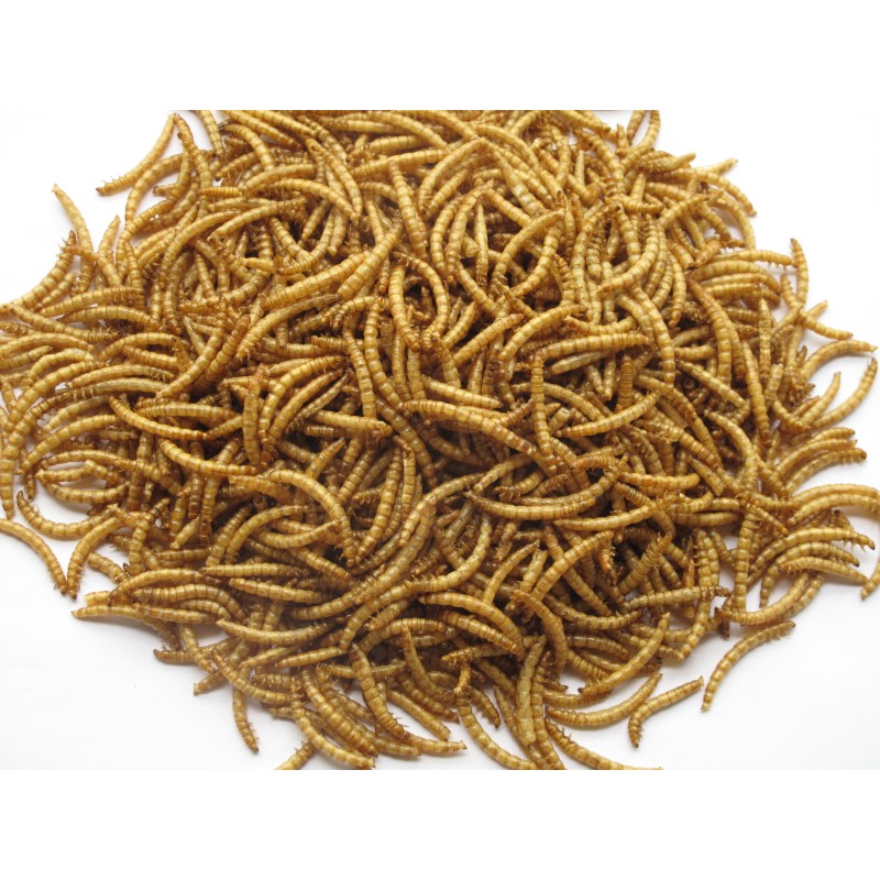 Dried Mealworm Factory - OEM Wild Bird Food