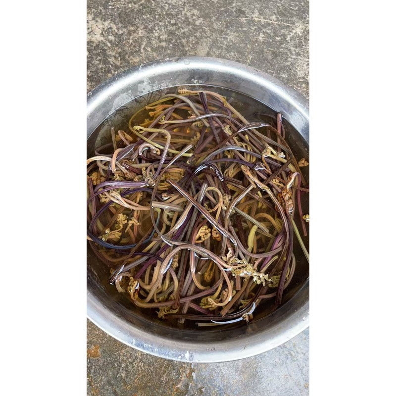 Dehydrated Vegetables Manufacturer - OEM Air Dried Bracken