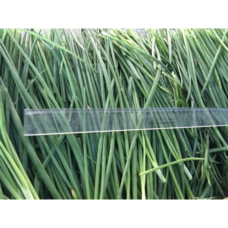Dried Chive Factory - OEM Germanic Green Chive