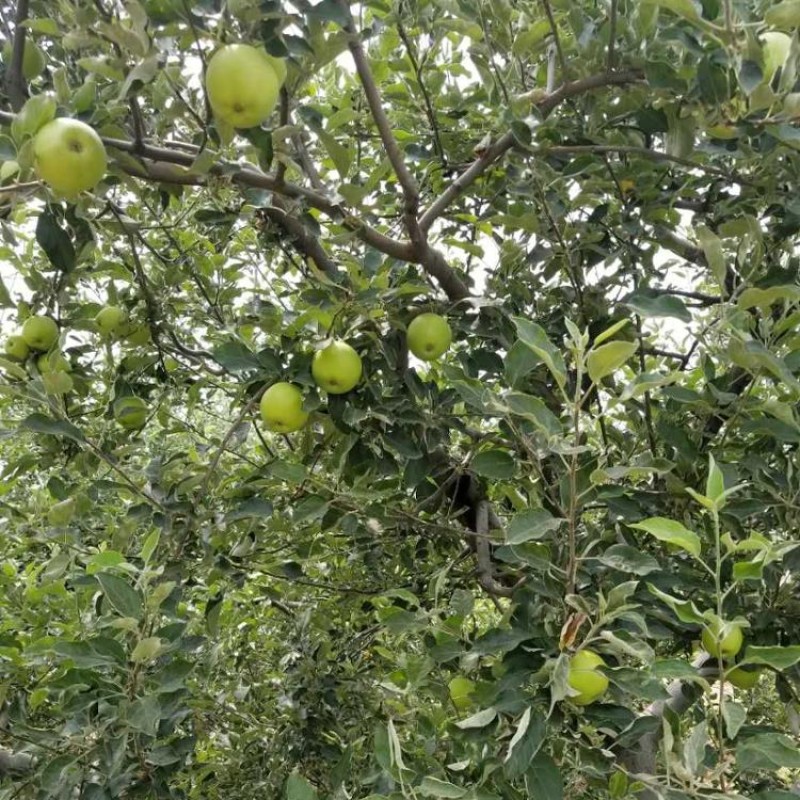 Dried Apple Dices Manufacturer - OEM Green Apple Granules