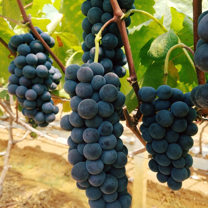 Dried Grapes Manufacturer - OEM Black Currants Granules