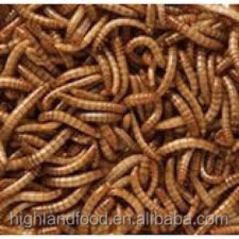 Dried Mealworm Manufacturer - OEM Pet Food Supply