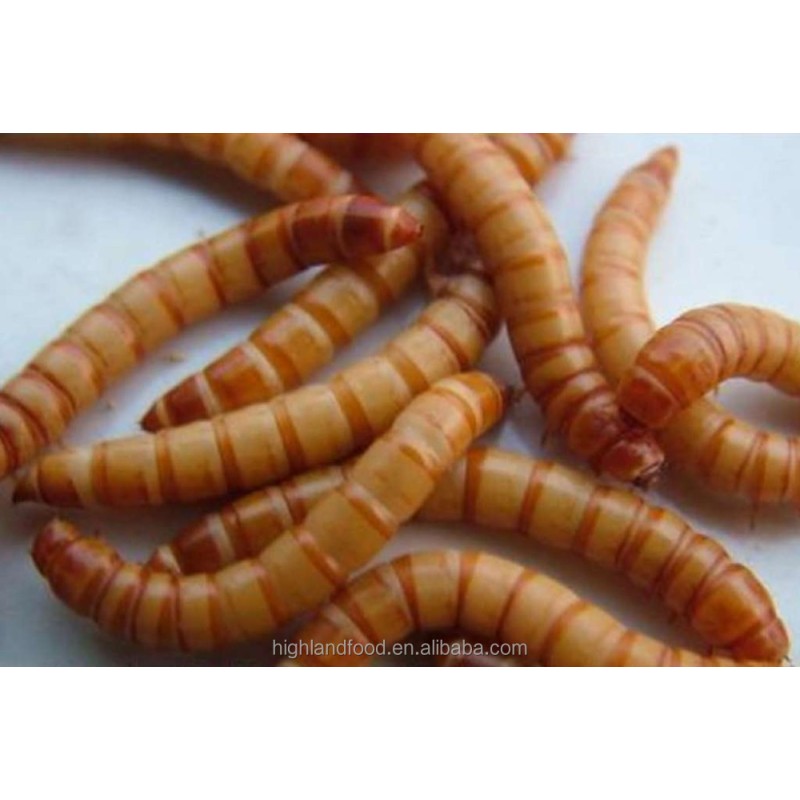 Dried Mealworm Manufacturer - OEM Pet Food Supply