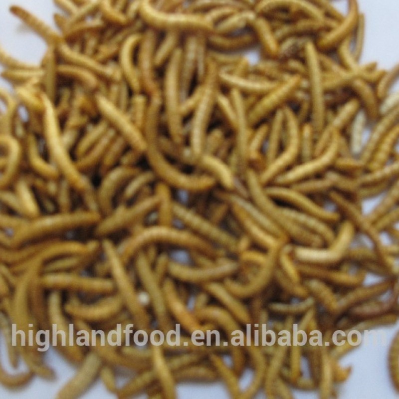 Dried Mealworm Factory - OEM Wild Bird Food