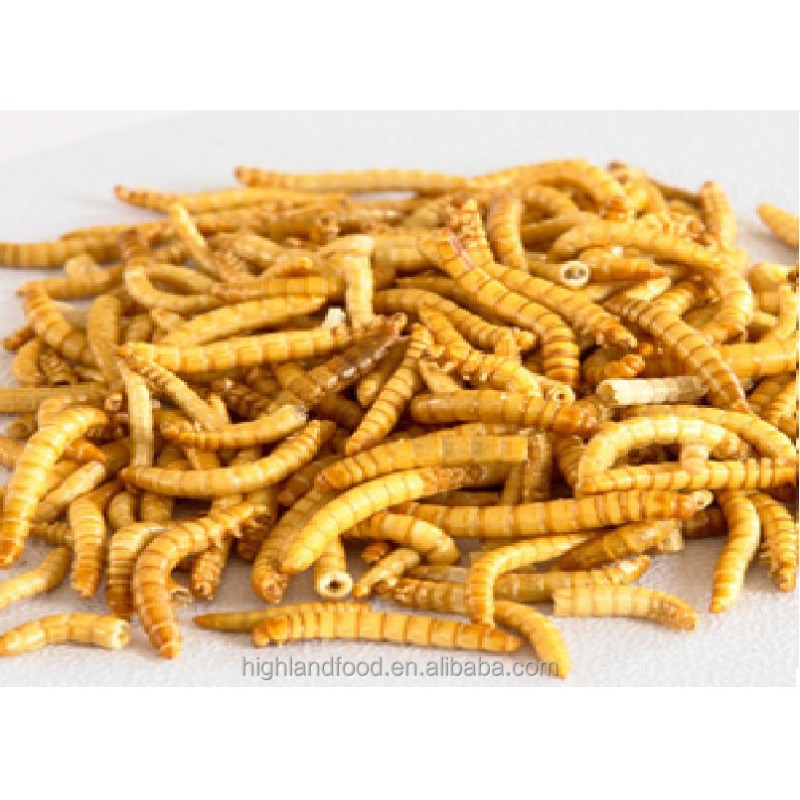 Dried Mealworm Manufacturer - OEM Pet Food Supply