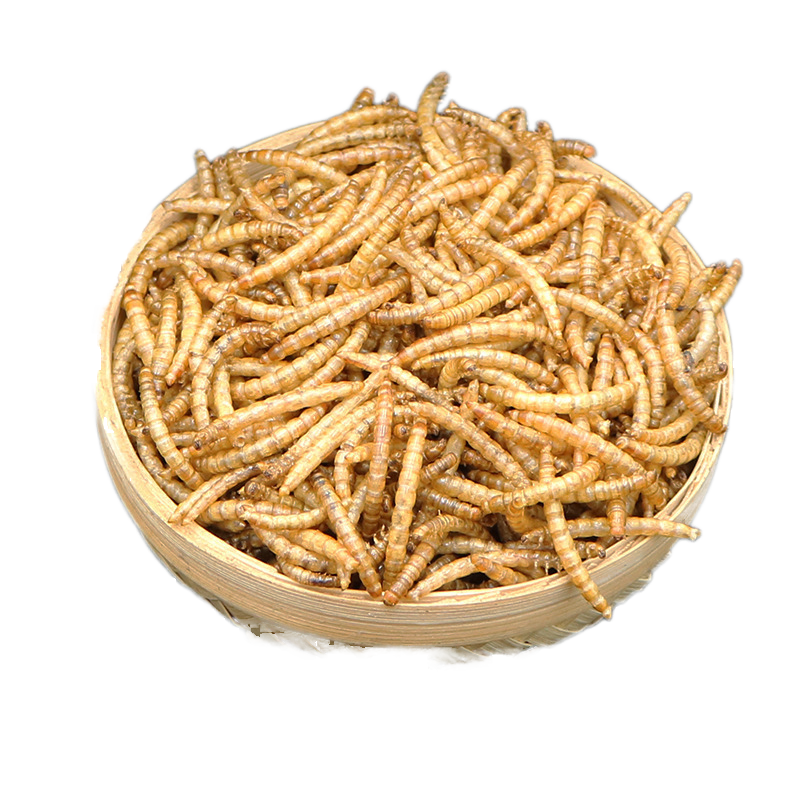 Dried Mealworms Factory - OEM Bulk Whitefly Yellow