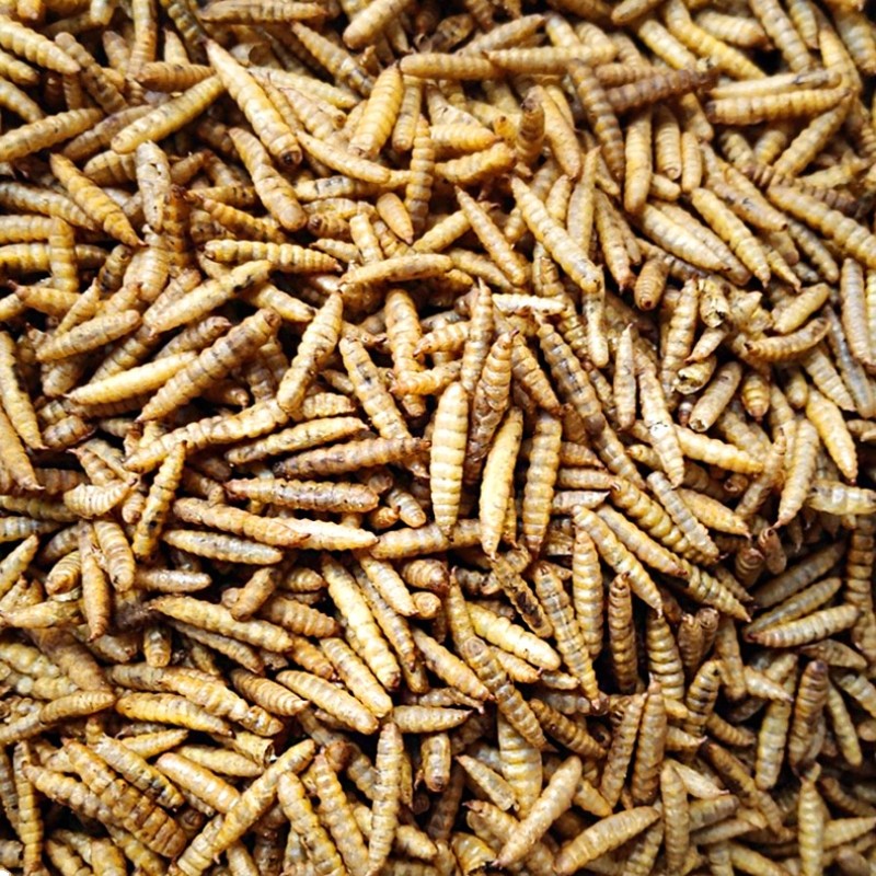 Dried Black Soldier Fly Factory - OEM High Protein Larvae