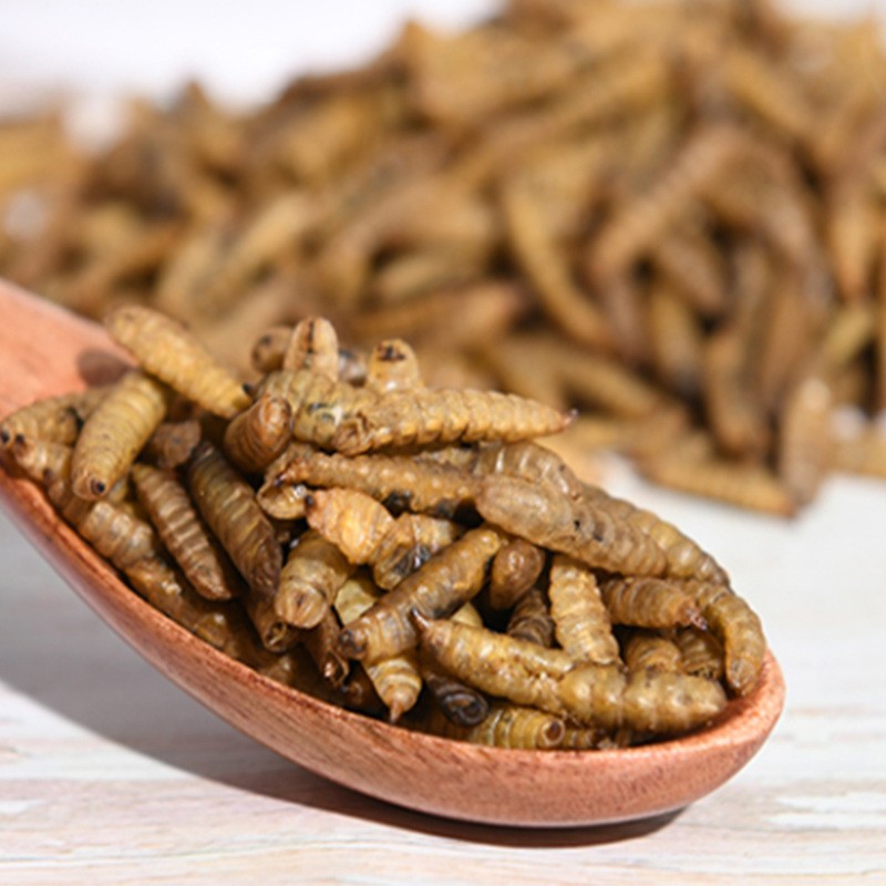 Dried Black Soldier Fly Factory - OEM High Protein Larvae