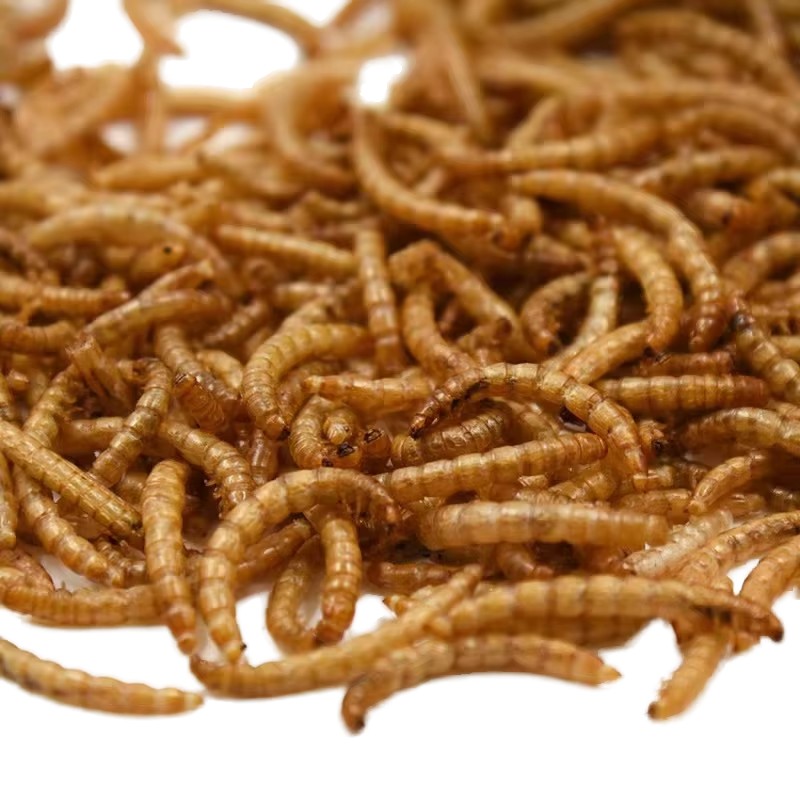 Dried Mealworms Factory - OEM Bulk Whitefly Yellow