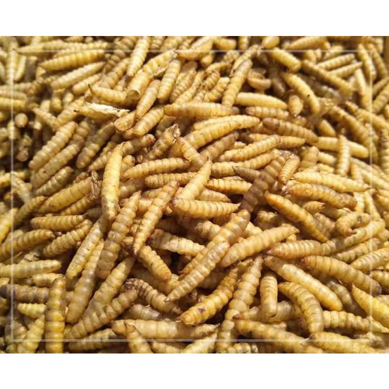 Dried Black Soldier Fly Factory - OEM High Protein Larvae