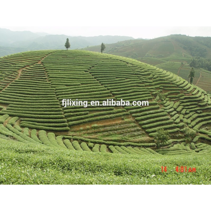 Matcha Powder Manufacturer - OEM Organic Green Tea