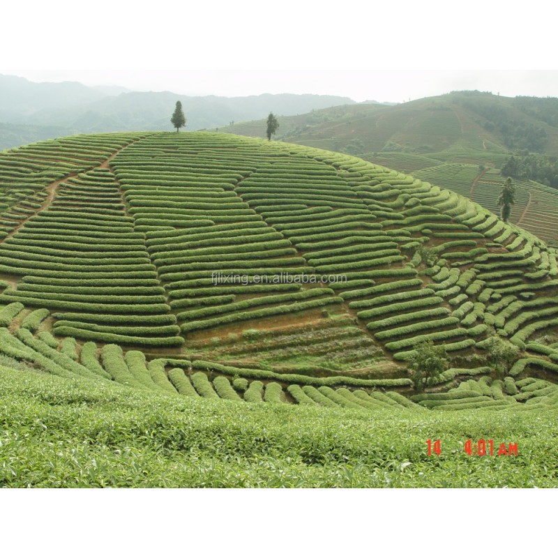 Black Tea Powder Factory - OEM Spray Dried Classical
