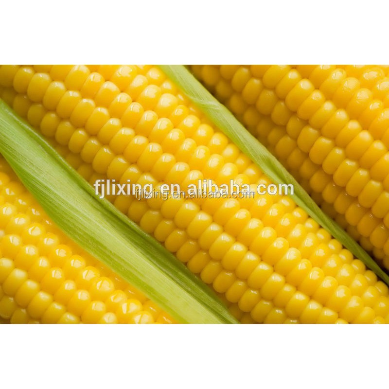 Freeze Dried Corn Manufacturer - OEM Whole Yellow Corn