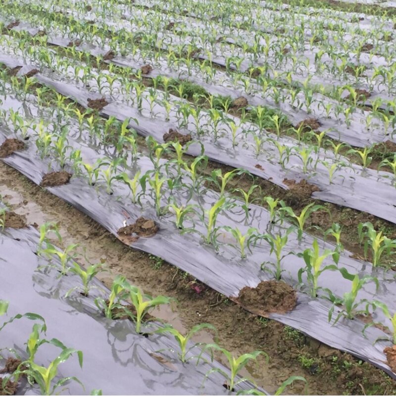 Ground Cover Mat Supplier - OEM PP Weed Control for Garden